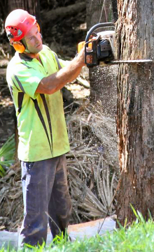 David Morrison is the owner of Clearview Tree Service dave-morrison1