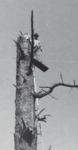 K Morrison in tree almost 80 years ago pop-in-tree