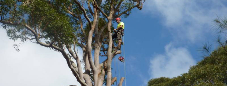 pruning