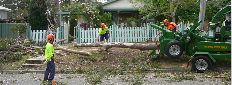 removal-mulching