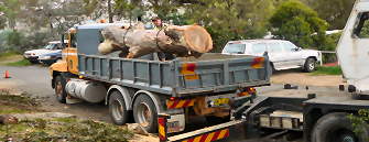 tree-removal